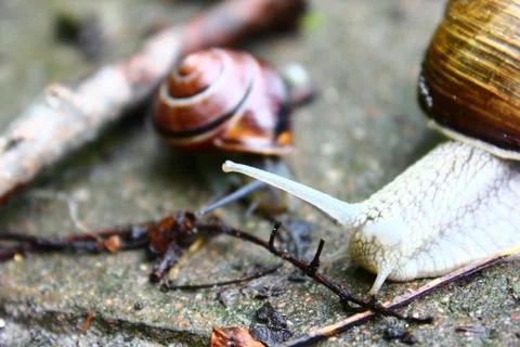The snails Stock Photos