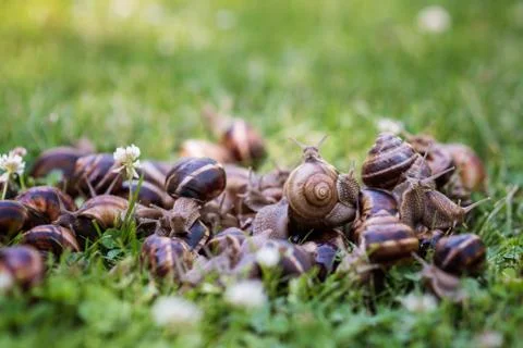 Snails Stock Photos