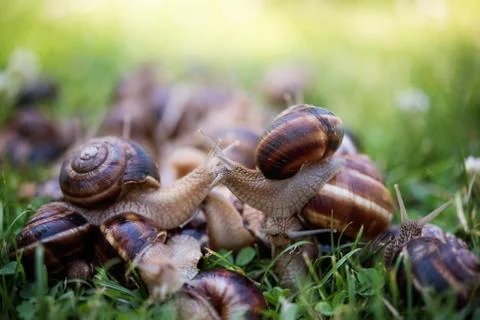 Snails Stock Photos