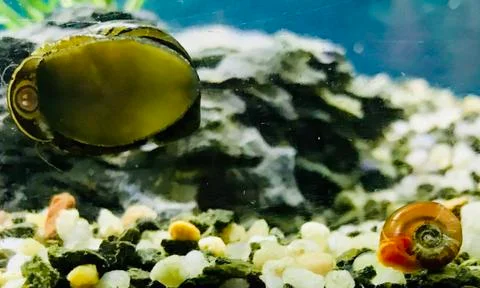 Snails 스톡 사진