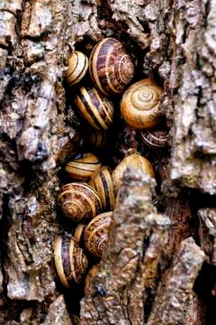 Snails Stock Photos