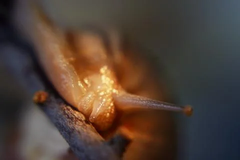 Snails 스톡 사진