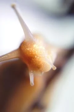 Snails 스톡 사진