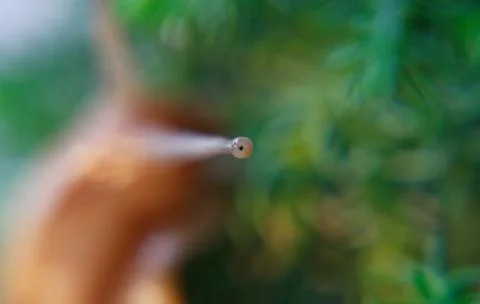 Snails 스톡 사진