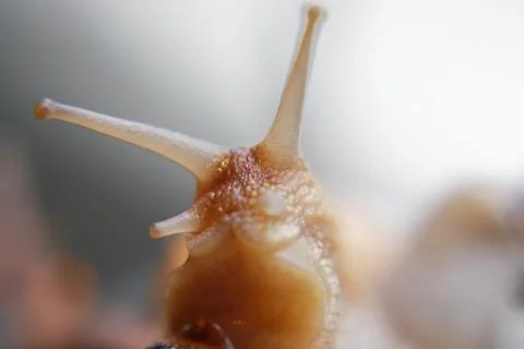 Snails 스톡 사진