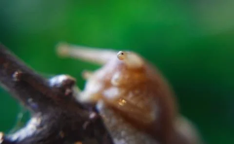 Snails 스톡 사진