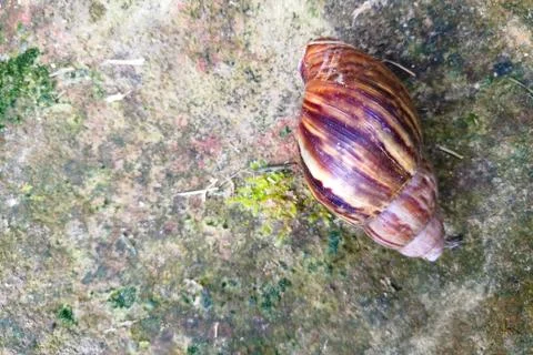 Snails Stock Photos