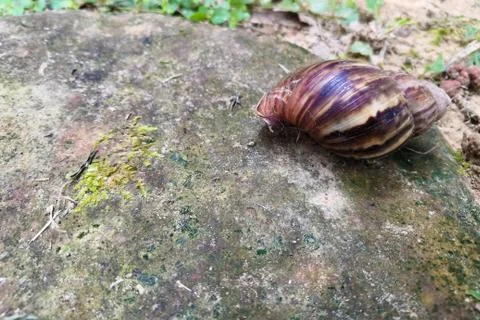 Snails Stock Photos