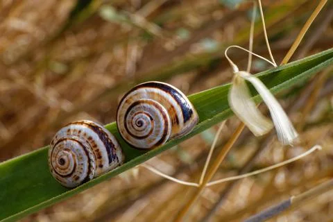 Snails Stock Photos