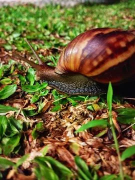 Snails Stock Photos