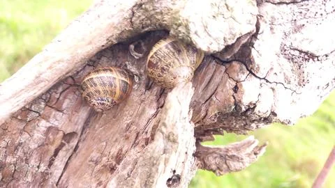 Snails Stock Photos