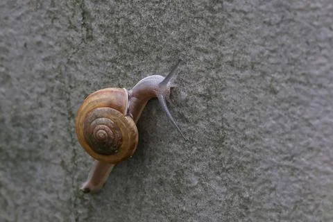 Snails Stock Photos