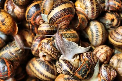 Snails Stock Photos
