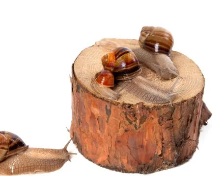 Snails on pine-tree stump Stock Photos