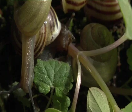 Snails on Plant Vídeo Stock 356552