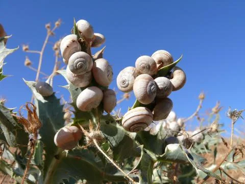 Snails on the plant Foto stock