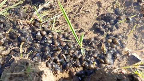 Snails playing in the water. Stock Footage 138072532