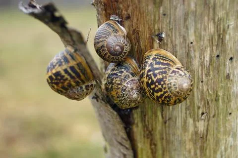 Snails in a pole with selective focus Stock Photos