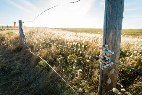 Snails on a post Stock Photos