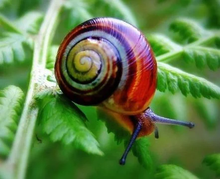 The Snails Red Stock Photos