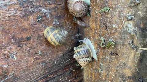 Snails Resting On Weathered Timber Surface Stock Footage 342511977
