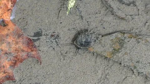 Snails on river bottom closeup clear shallow water Stock Footage 115916213