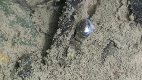 Snails on river bottom closeup Stock Footage 115916195