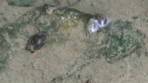 Snails on river bottom mating another snail glides by Stock Footage 115916214