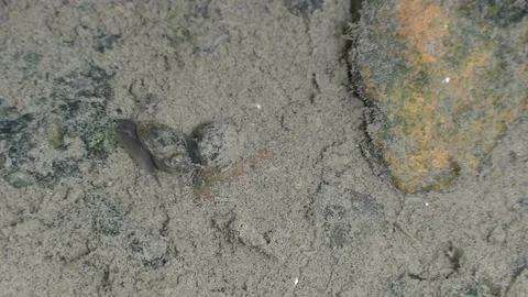 Snails on river bottom mating closeup Stock Footage 115915789