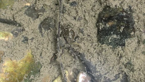 Snails on river bottom mating closeup clear water Stock Footage 115915801