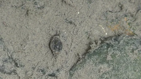 Snails on river bottom mating Stock Footage 115915799