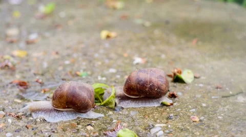 Snails on the road Stock Footage 50357330