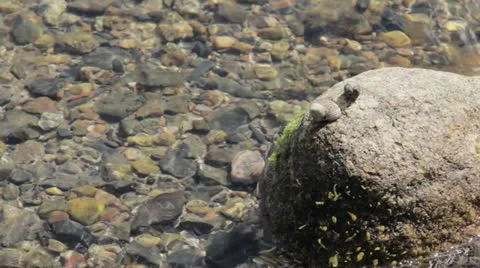 Snails on Rock Vídeo Stock 11886128