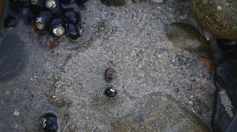 Snails on Rock Stock Footage 44884494