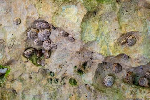 Snails on a rocky wall Stock Photos
