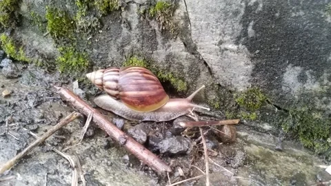 Snails running after the rain stopped Stock Footage 243869659