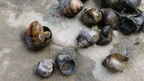 Snails running on the ground video Stock Footage 153839076