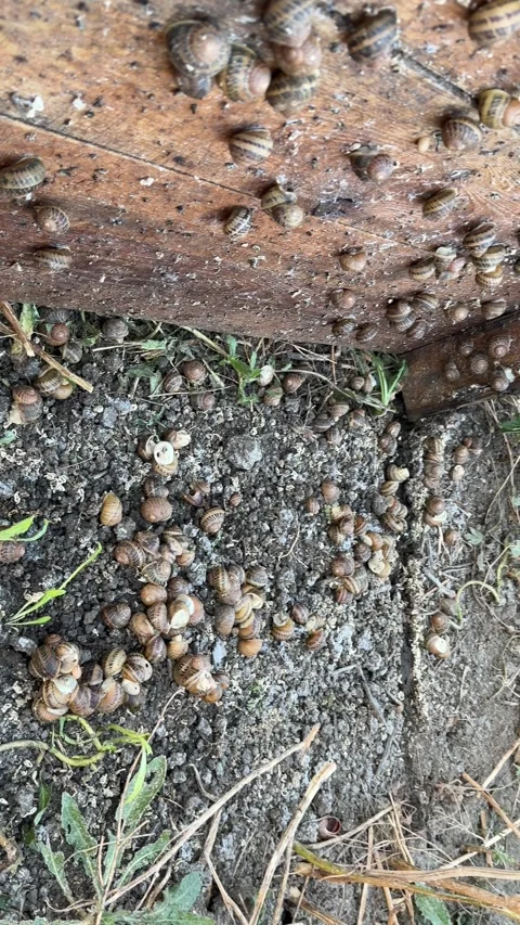 Snails Scattered Across Farm Soil Stock Footage 342511914