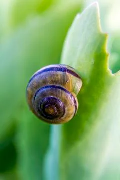Snail's shell attached to a green leaf Stock Photos