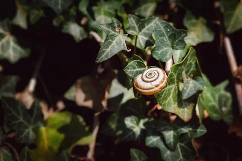 Snail's shell on ivy leaves 写真素材