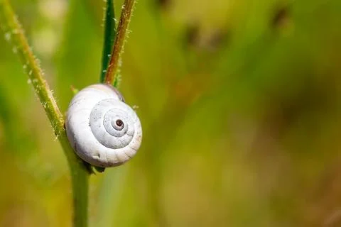 Snail's shell on a plant Фото