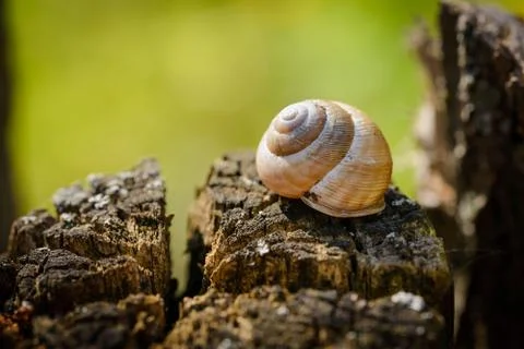 Snail's shell on a tree Stock Photos