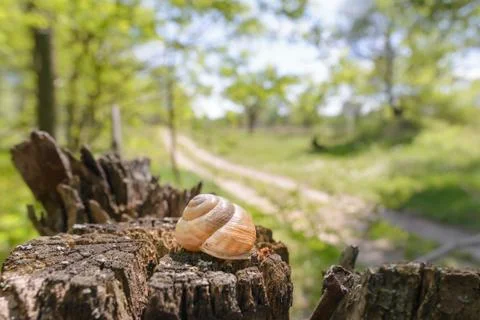 Snail's shell on a tree Stock Photos