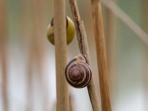Snails shells on grass stalk Stock Photos