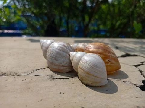Snails shells outdoor sunlight Stock Photos