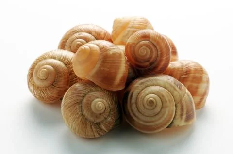 Snails shells on white background Stock Photos