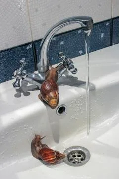 Snails in the sink Stock Photos