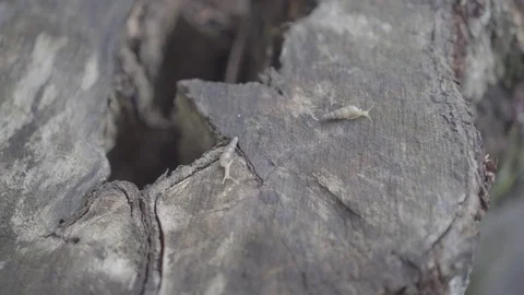 Snails slog2 Stock-Footage 82447751