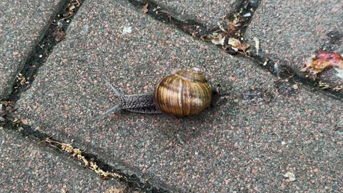 Snail's Slow Journey Stock Footage 309548606