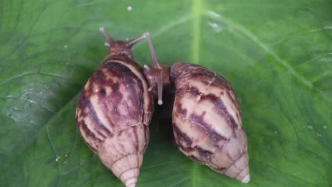 Snails slowly crawling on a green leaf Stock Footage 234995915
